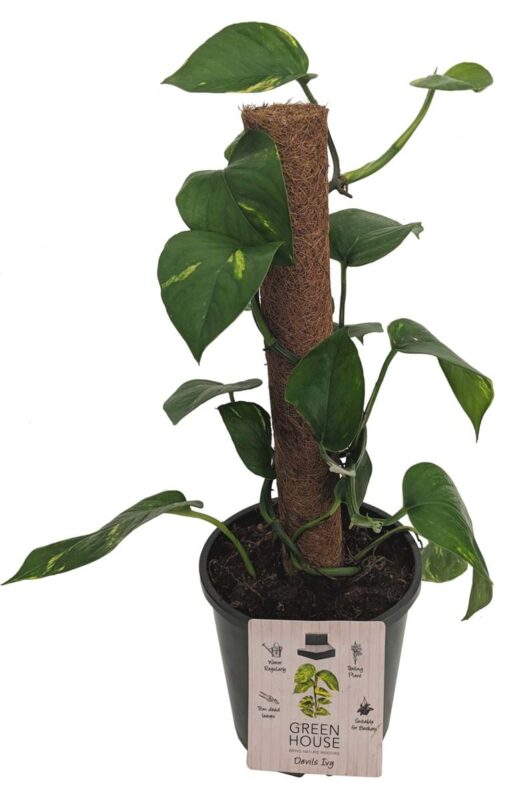 Epipremnum 'Devil's Ivy' Totem 7" Pot