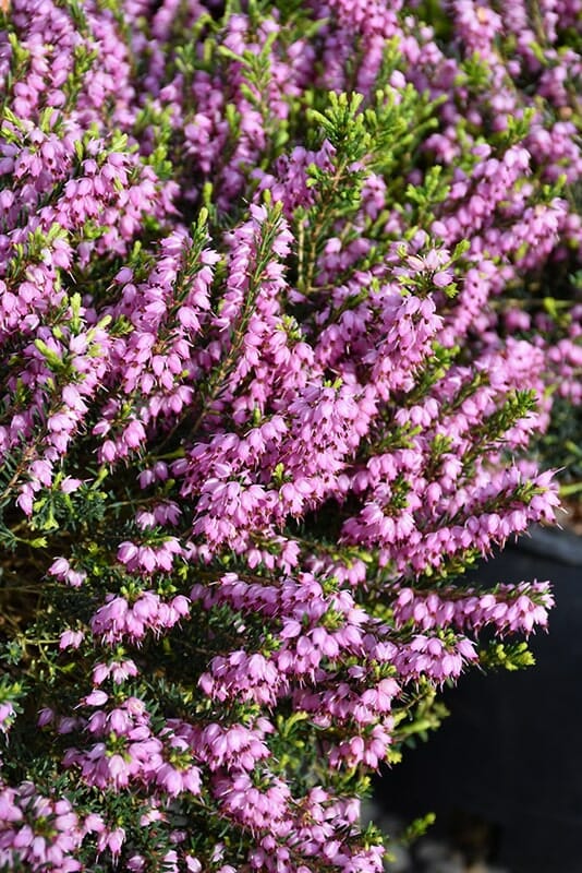 Erica plant shop