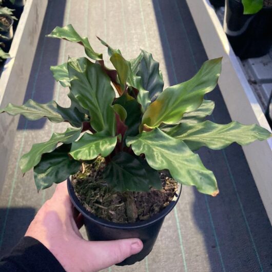 Calathea 'Furry Feather' 6" Pot