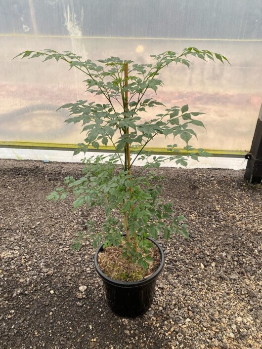 Radermachera 'China Doll' 10" Pot