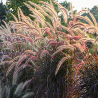 Pennisetum 'Purple Fountain/Foxtail Grass' features long, feathery purple and tan plumes that glow in sunlight. Available in an 8" pot.