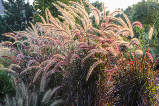 Pennisetum 'Purple Fountain/Foxtail Grass'