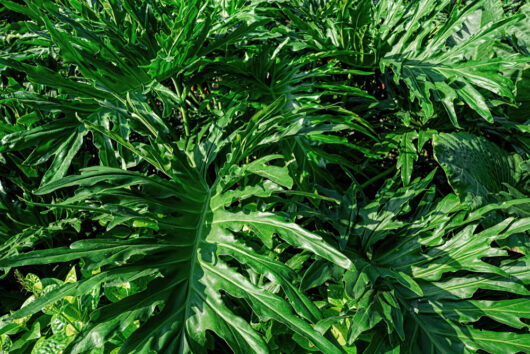 Philodendron 'Hope'
