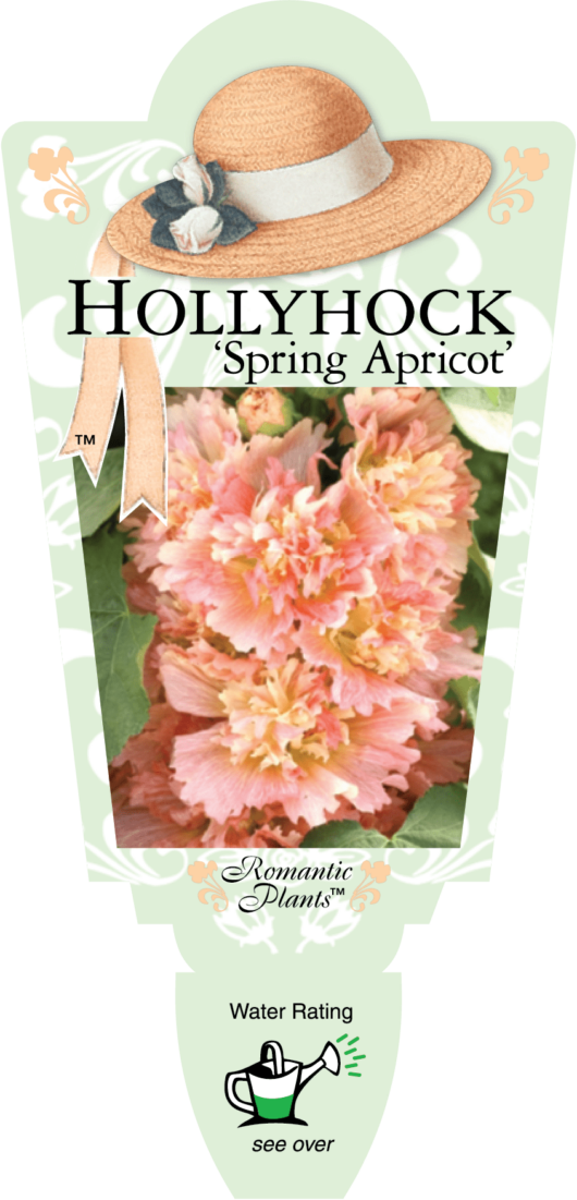 Hollyhock 'Spring Apricot' 4" Pot