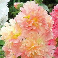 A close-up of double hollyhock flowers from the Hollyhock 'Spring Apricot' 4" Pot highlights pale pink and peach ruffled petals amidst lush green foliage.
