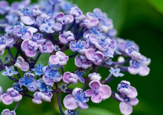 Hydrangea 'Ayesha'