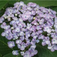 Close-up of thriving Hydrangea 'Ayesha' flowers in purple and white, set against lush green leaves, in a 6" pot.