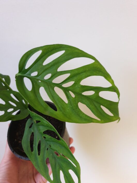 Monstera adansonii 'Swiss Cheese Plant' 8" (Hanging Basket)