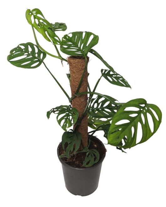 Monstera adansonii 'Swiss Cheese Plant' Totem 7" Pot