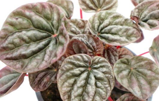 Peperomia 'Silver Heart' 5" Pot