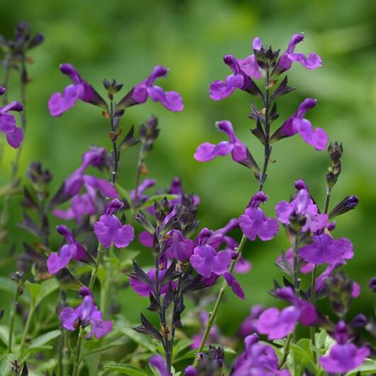 The Salvia Mirage™ 'Violet' in a 6" pot offers stunning purple flowers with green foliage, providing elegant charm to any space.