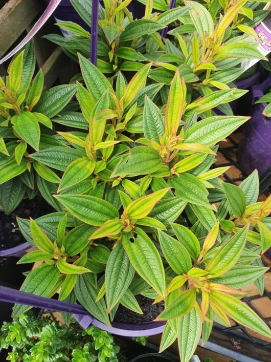 Tibouchina 'Groovy Baby' Lasiandra 6" Pot