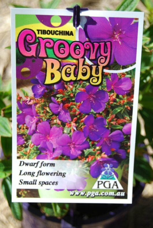 Tibouchina 'Groovy Baby' Lasiandra 6" Pot