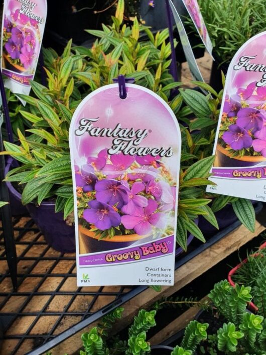 Tibouchina 'Groovy Baby' Lasiandra 6" Pot