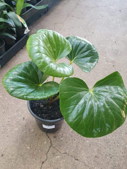 Ligularia 'Designer Verde™' Tractor Seat 8" Pot