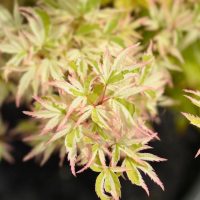 Close-up of Acer 'Butterfly' Japanese Maple leaves, showcasing green and pinkish-white tones that resemble delicate butterfly wings.