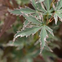 Acer 'Butterfly' Japanese Maple