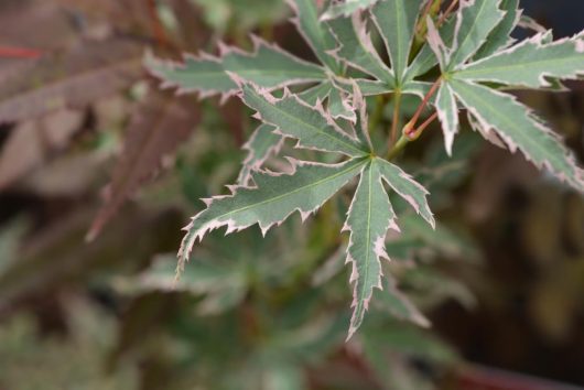Acer 'Butterfly' Japanese Maple 12" Pot