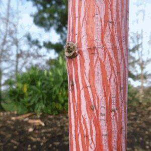 A close-up of a tree trunk showcases the distinctive red bark and vertical white stripes of an Acer 'Phoenix' Maple, with blurred green foliage and a tree in the background. This beautiful tree would thrive excellently in a 13" pot.