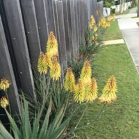 Aloe 'Moonglow™' 7" Pot