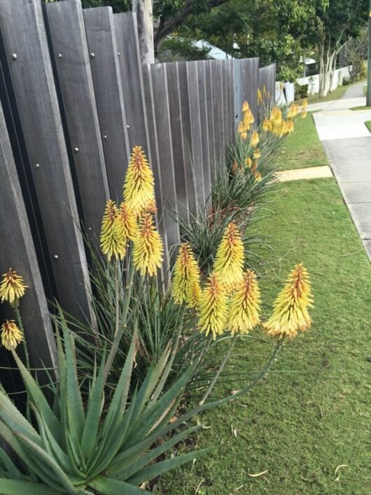 Aloe 'Moonglow™' 7" Pot