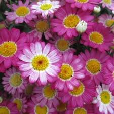 Close-up of vibrant Argyranthemum 'Angelic™ Ruby' Marguerite daisies with angelic yellow centers in full bloom, available in a 6" pot.