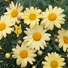Argyranthemum 'Yellow' Marguerite Daisy - Hello Hello Plants & Garden