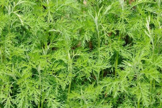 Artemisia 'Lad's Love' Herb