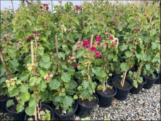 Bougainvillea bambino 'Maudi' 8" Pot
