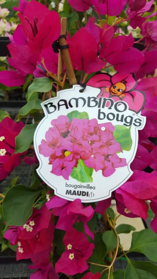 Bougainvillea bambino 'Maudi' 8" Pot
