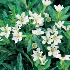 Cuphea 'Mad Hatter White' blooms elegantly amidst green leaves in a 6" pot, ideal for a garden setting.