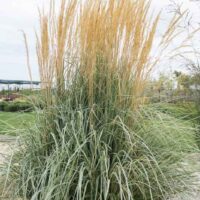 Feather Reed Grass