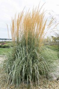 Feather Reed Grass