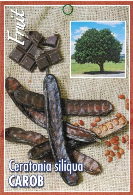Ceratonia 'Carob Tree' 16" Pot