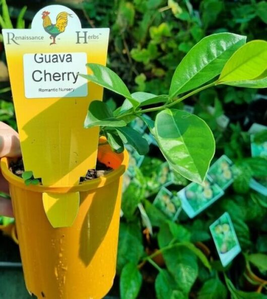 Psidium 'Strawberry/Cherry Guava' 4" Pot
