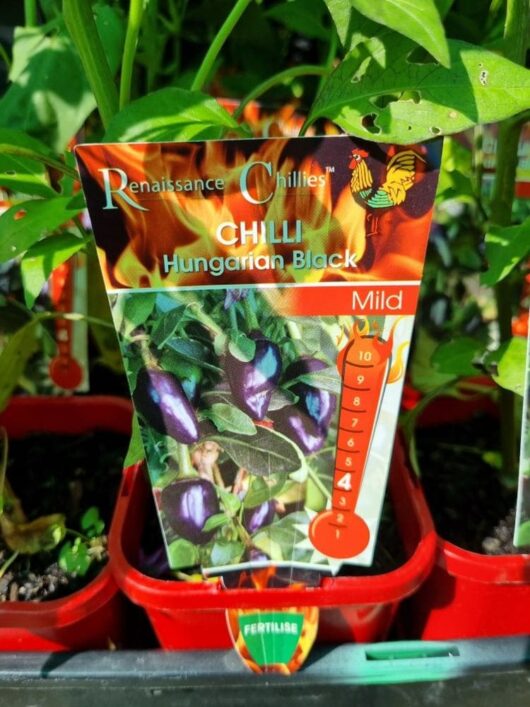 Capsicum 'Hungarian Black' Chilli Pepper 4" Pot