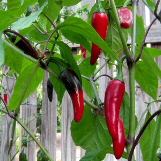 Capsicum 'Hungarian Black' Chilli Pepper 4" Pot