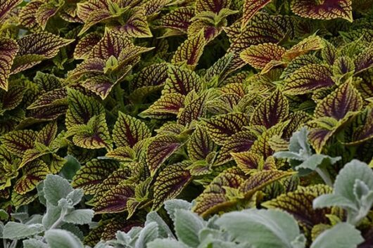 Coleus 'Coleosaurus'
