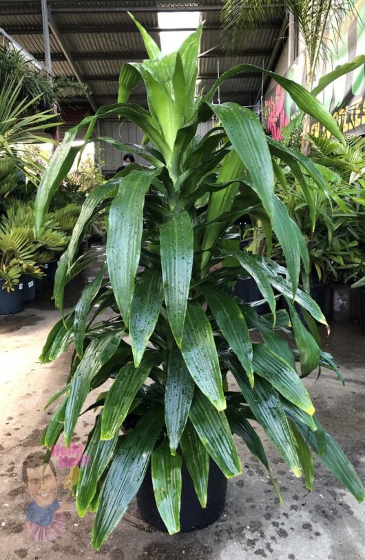 Dracaena 'Janet Craig' Dragon Tree 12" Pot