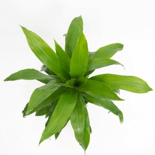 Dracaena 'Janet Craig' Dragon Tree 12" Pot