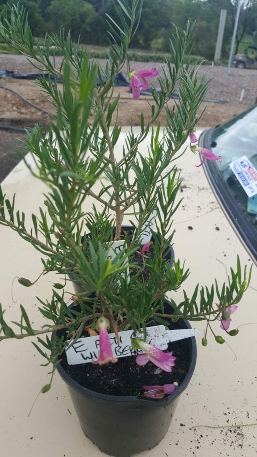 Eremophila 'Wild Berry' Emu Bush 6" Pot