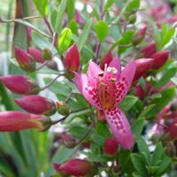 A close-up of the Eremophila 'Wild Berry' Emu Bush with pink, spotted petals amid lush green leaves and unopened buds, echoing delicate wild berry grove hues.