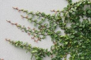 Ficus pumila Minima cimbing across a wall