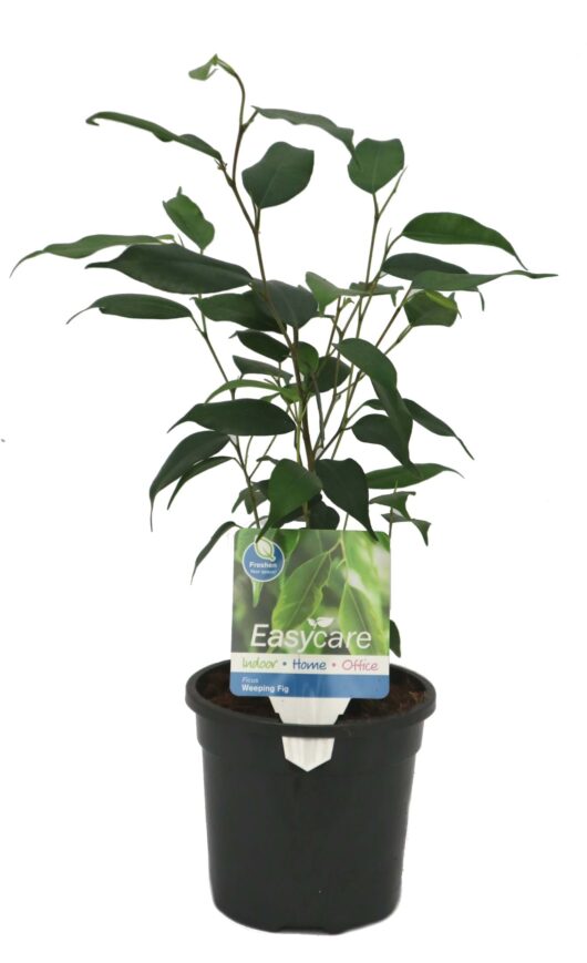 Ficus excotica 'Weeping Fig' 7" Pot