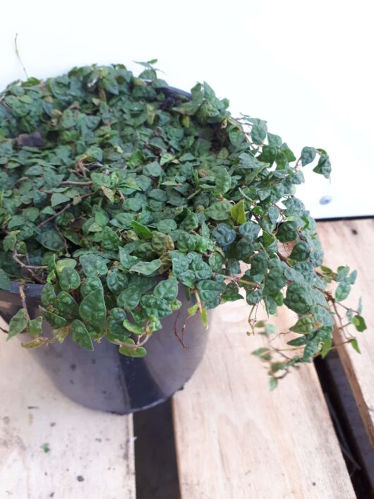 Ficus pumila 'Minima' 6" Pot
