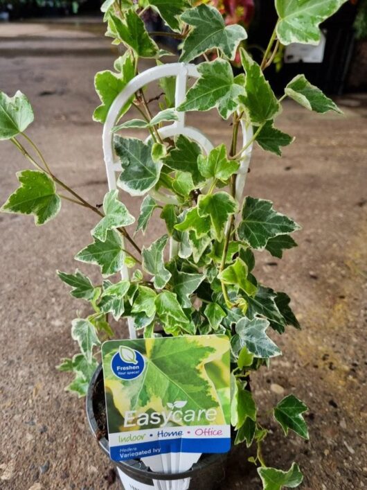 Hedera 'English Ivy' Variegated