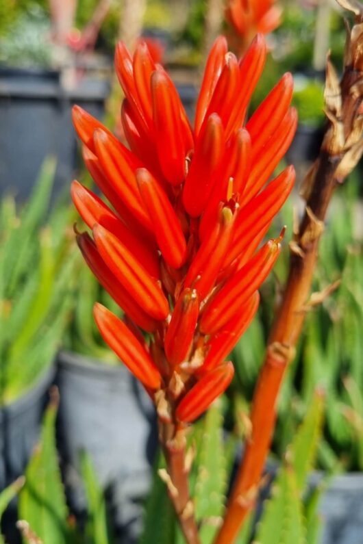 Aloe 'Always Red'