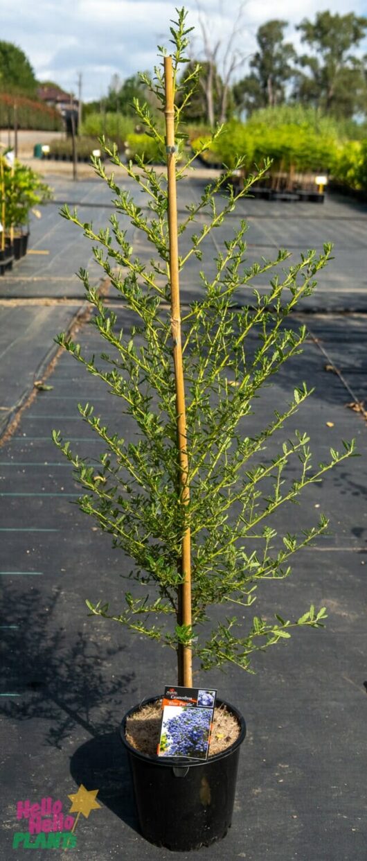 Hello Hello Plants Nursery Melbourne Victoria Australia Ceanothus papillosus 'Blue Pacific' Californian Lilac 20cm pot