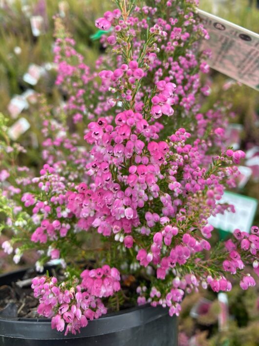 Erica 'Ruby Shepherd' Winter Heath 6" Pot