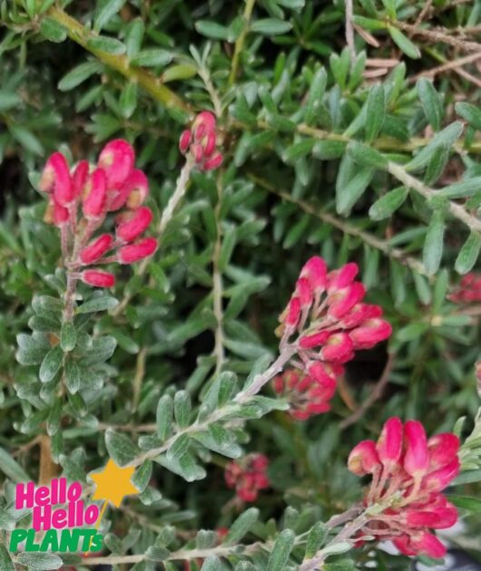 Grevillea 'Winter Delight' 10" Pot